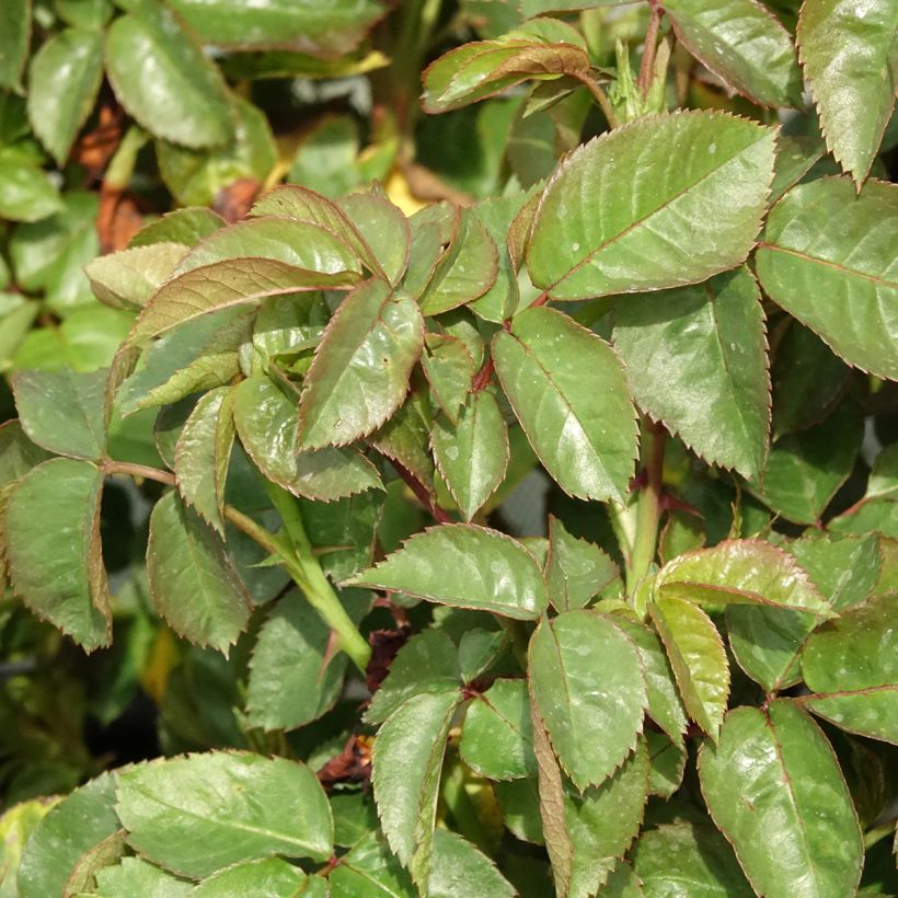 Rosa x floribunda Hamlet (Foliage)