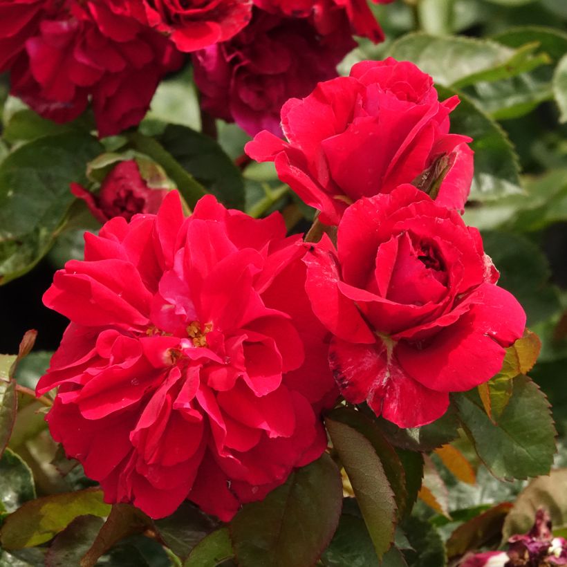 Rosa x floribunda Hamlet (Flowering)