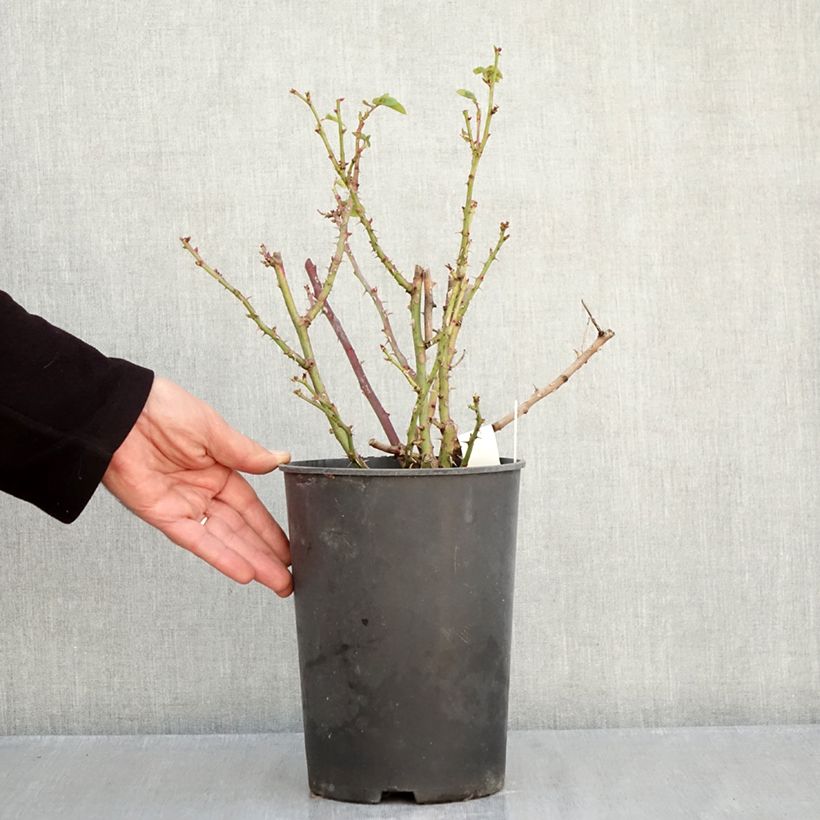 Rosa x floribunda Hamlet 4L/5L pot sample as delivered in autumn