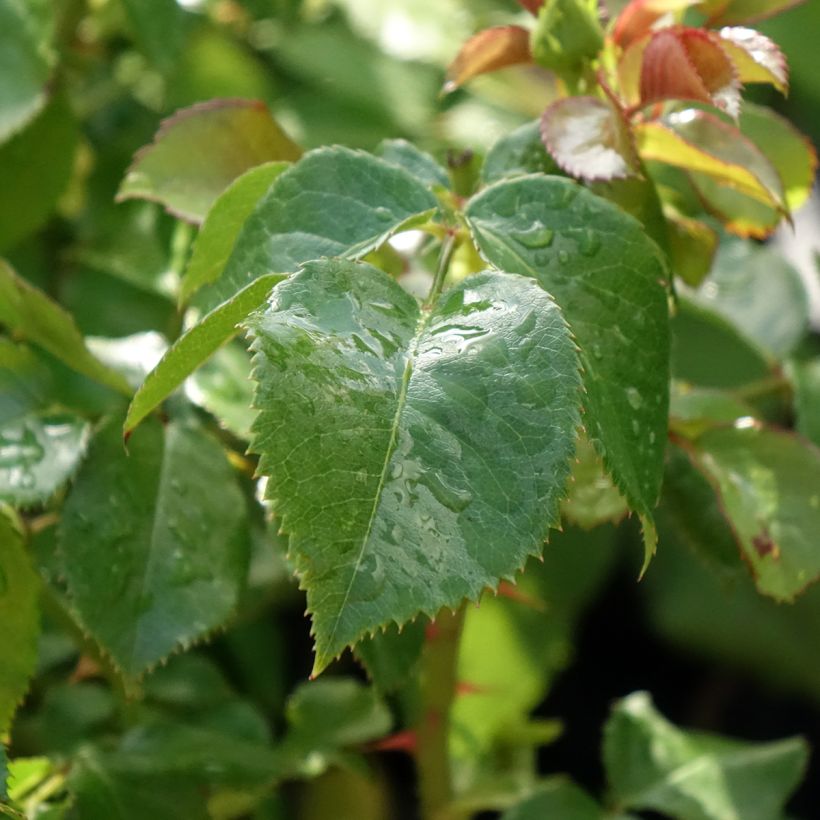 Rosa Hyde Park   (Foliage)