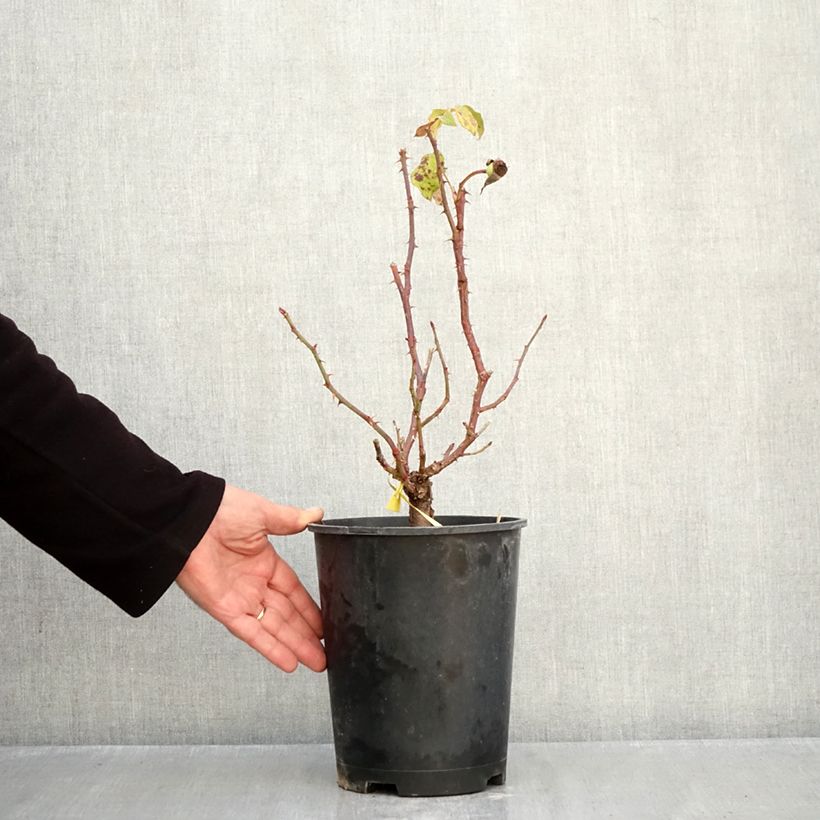 Rosa Sir Lancelot   4L/5L pot sample as delivered in autumn