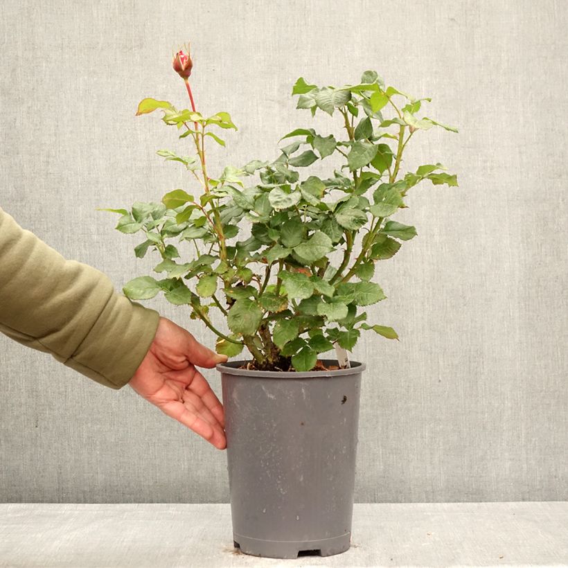 Rosa Sir Lancelot   4L/5L pot sample as delivered in spring