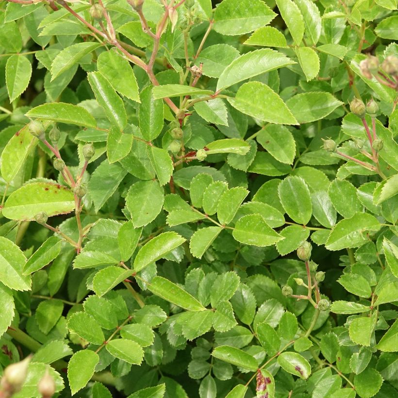 Rosa moschata Annelies - Musk Rose (Foliage)