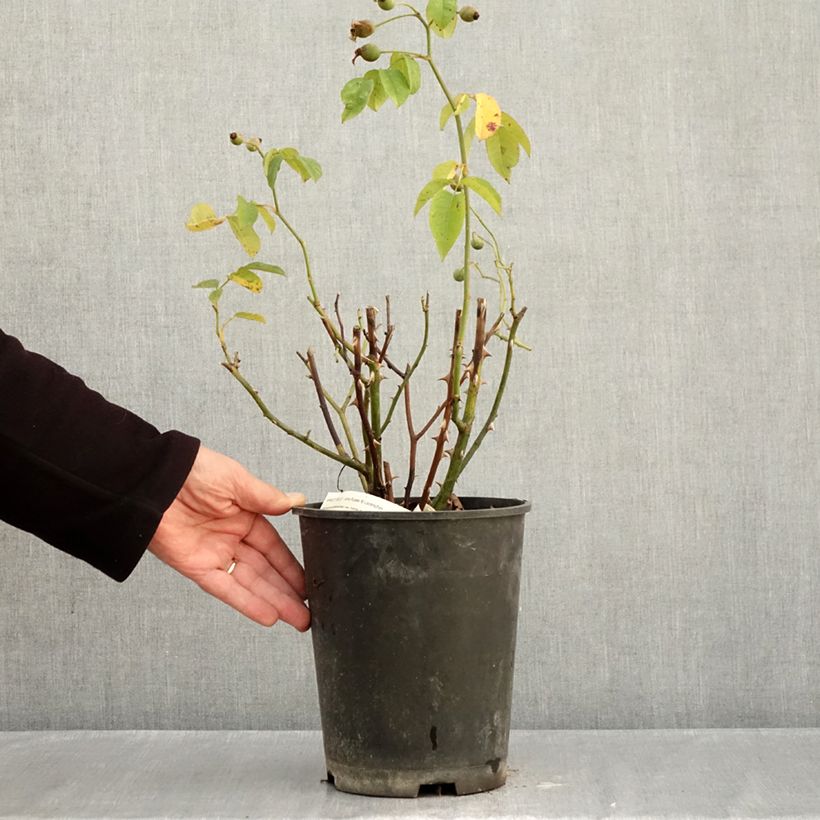 Rosa moschata Apricot Bells - Musk Rose 4L/5L pot sample as delivered in autumn