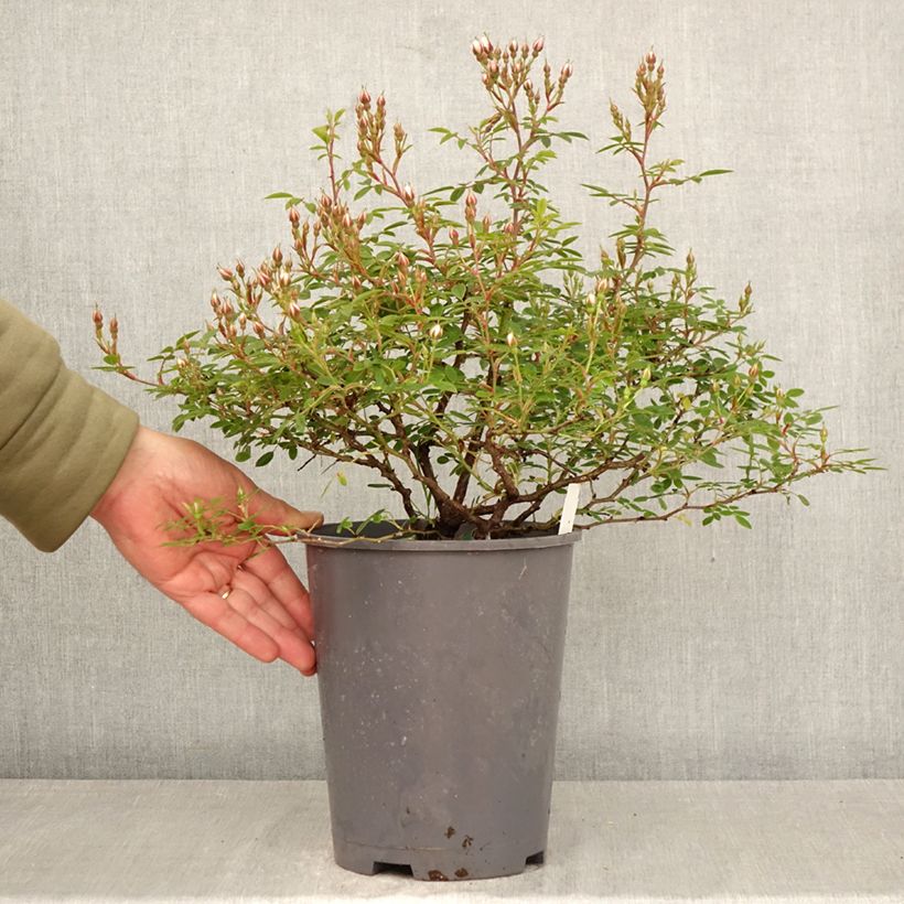 Rosa 'Belgian Lace' 4L/5L pot sample as delivered in spring
