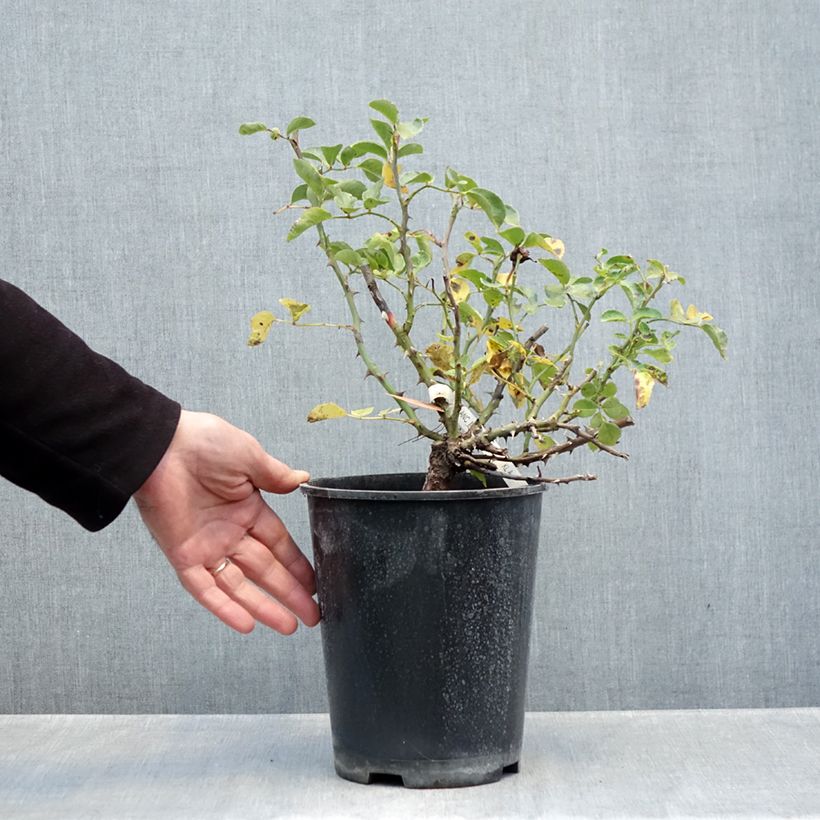 Rosa White Meillandecor -  Groundcover Rose 4L/5L pot sample as delivered in autumn