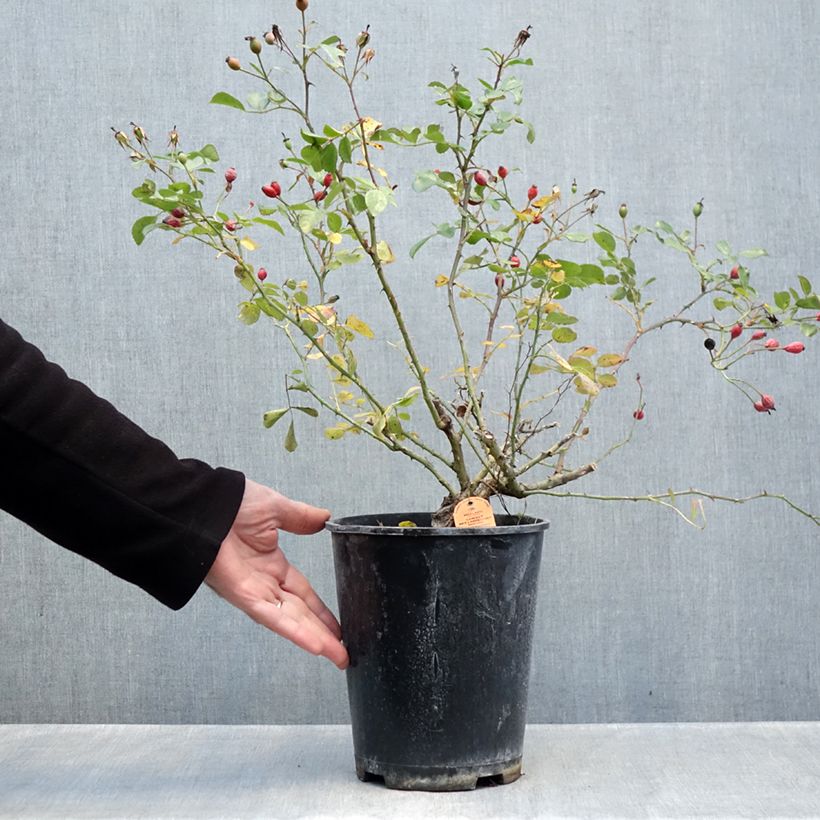 Rosa Candia Meillandecor - Groundcover Rose 4L/5L pot sample as delivered in autumn