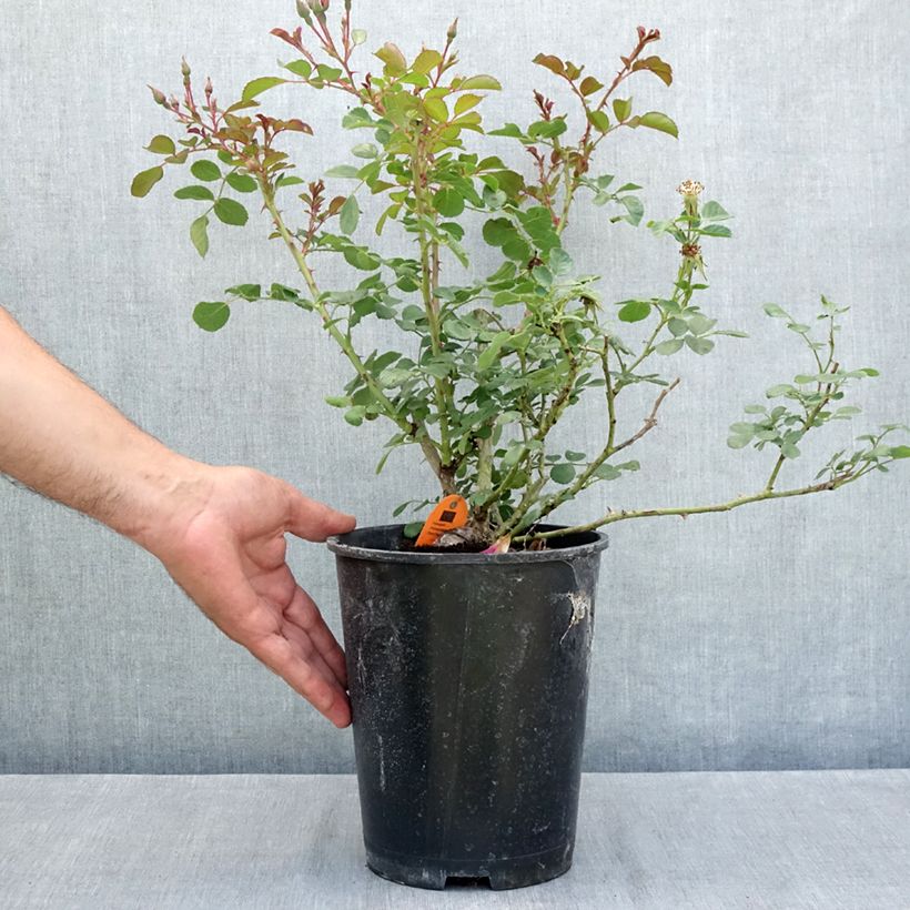 Rosa Candia Meillandecor - Groundcover Rose 4L/5L pot sample as delivered in summer