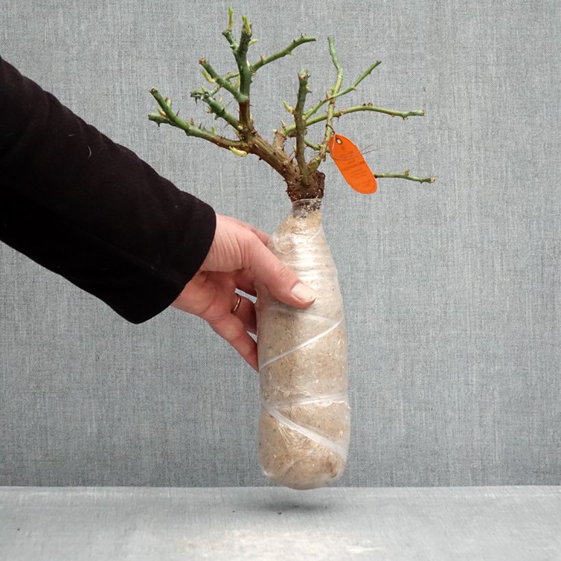 Rosa Candia Meillandecor - Groundcover Rose Wrapped bare root sample as delivered in winter