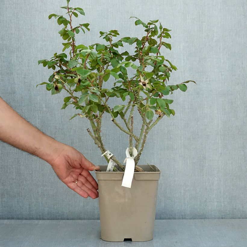 Rosa x polyantha Centenaire de Lourdes  4L/5L pot sample as delivered in summer