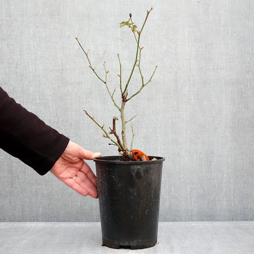 Rosa Déborah Meillandecor -  - Groundcover Rose 4L/5L pot sample as delivered in winter