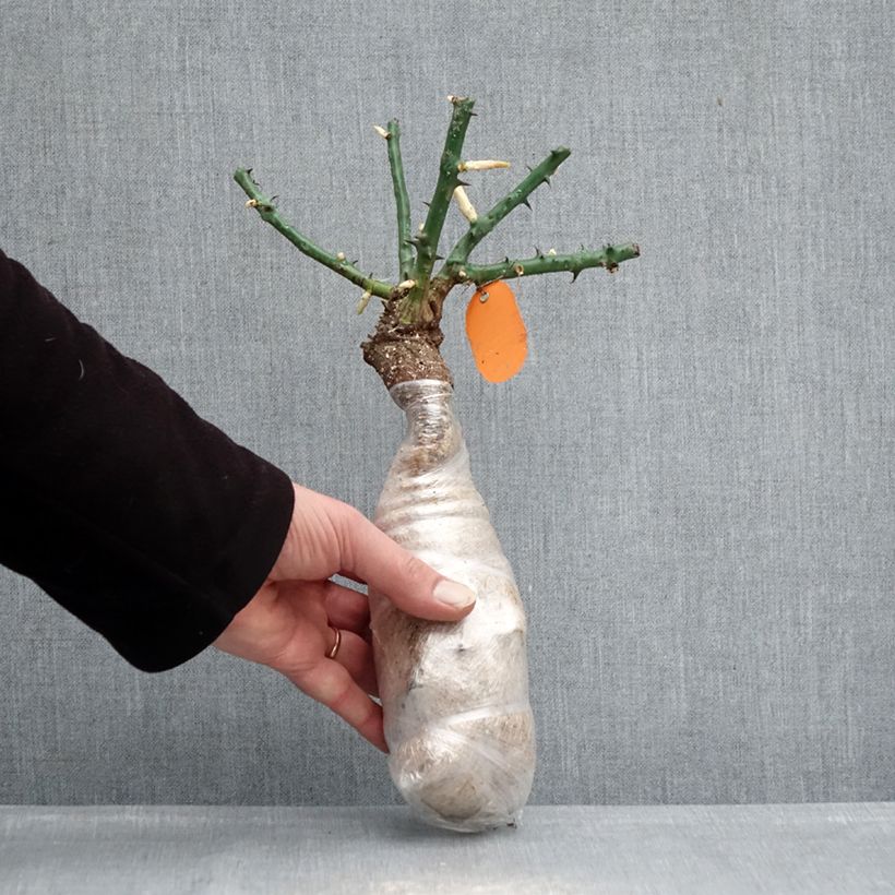 Rosa Déborah Meillandecor -  - Groundcover Rose Wrapped bare root sample as delivered in winter