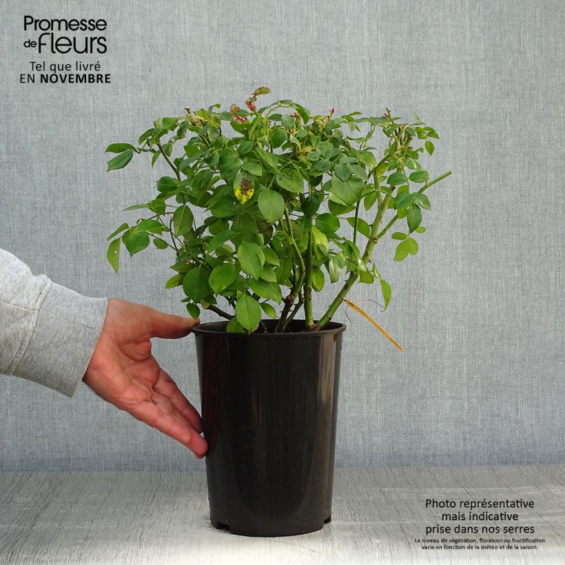 Rosa Escimo 3L/4L pot sample as delivered in autumn