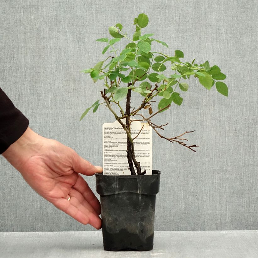 Rosa x polyantha Friendly 'Pink Meissalu' - Polyantha Rose 10cm/11cm pot sample as delivered in autumn