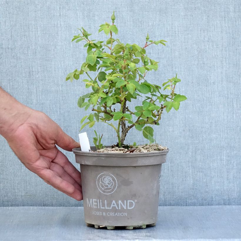 Rosa x polyantha Friendly 'Pink Meissalu' - Polyantha Rose 2L/3L pot sample as delivered in summer