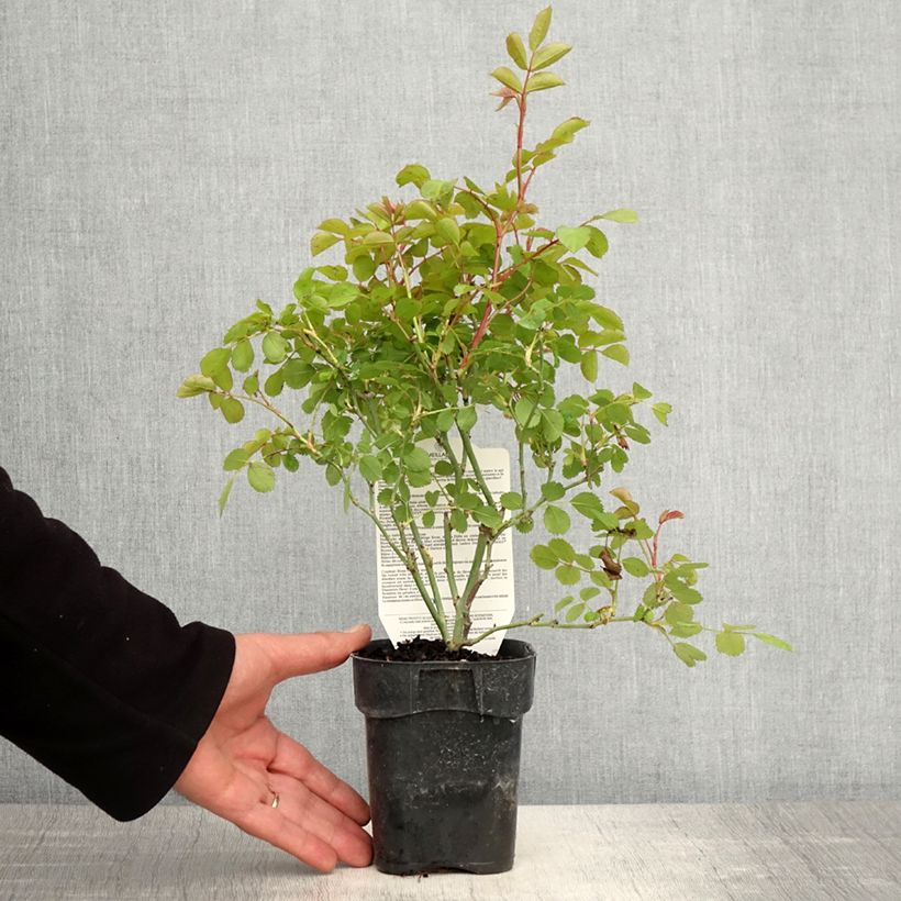 Rosa x polyantha Friendly 'Purple Meicosme' - Polyantha Rose 10cm/11cm pot sample as delivered in spring