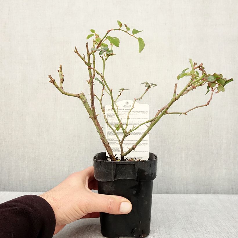 Rosa x polyantha Friendly 'Red Meiariba' - Polyantha Rose 10cm/11cm pot sample as delivered in autumn