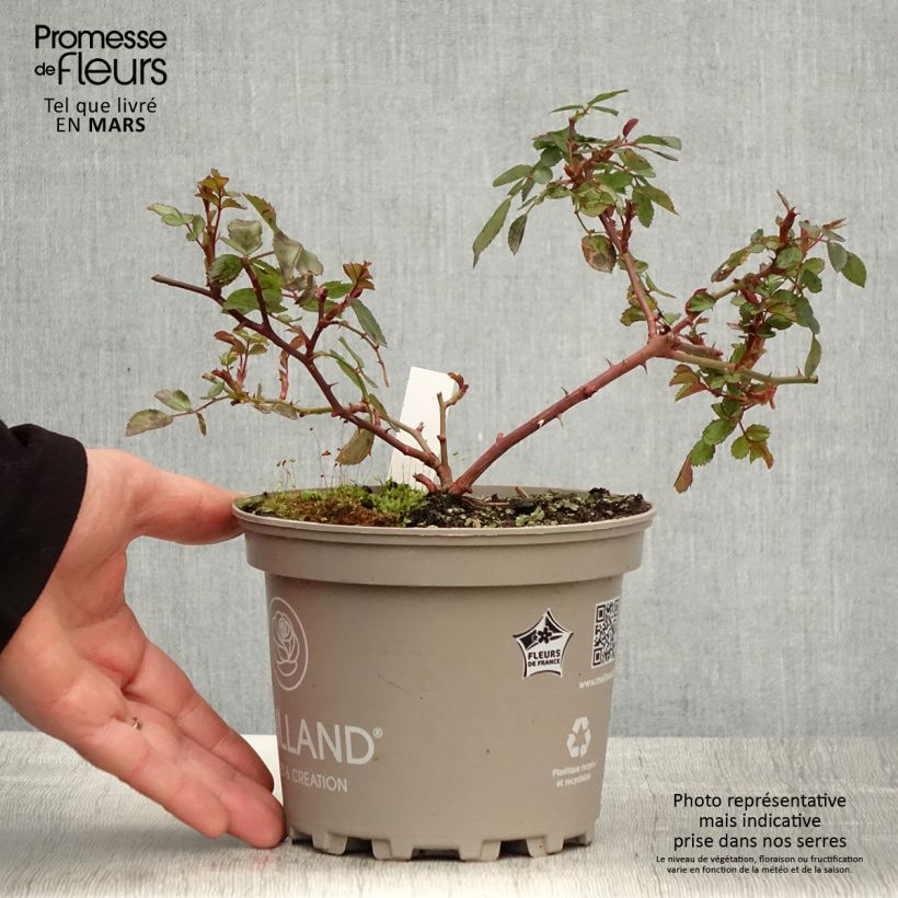 Rosa x polyantha Friendly 'Red Meiariba' - Polyantha Rose 2L/3L pot sample as delivered in spring