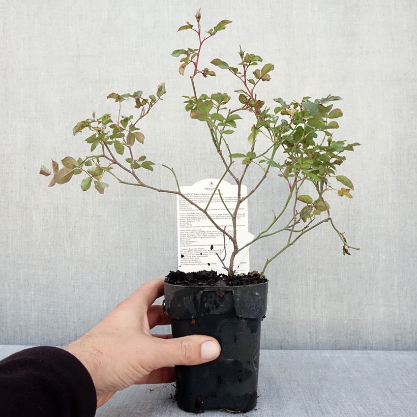 Rosa polyantha 'Sweet Meinatope' - Polyantha Rose 10cm/11cm pot sample as delivered in autumn