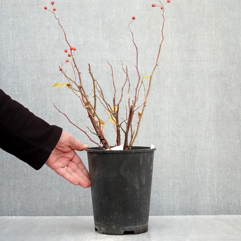 Rosa Gaard um Titzebierg - Musk Rose 4L/5L pot sample as delivered in autumn