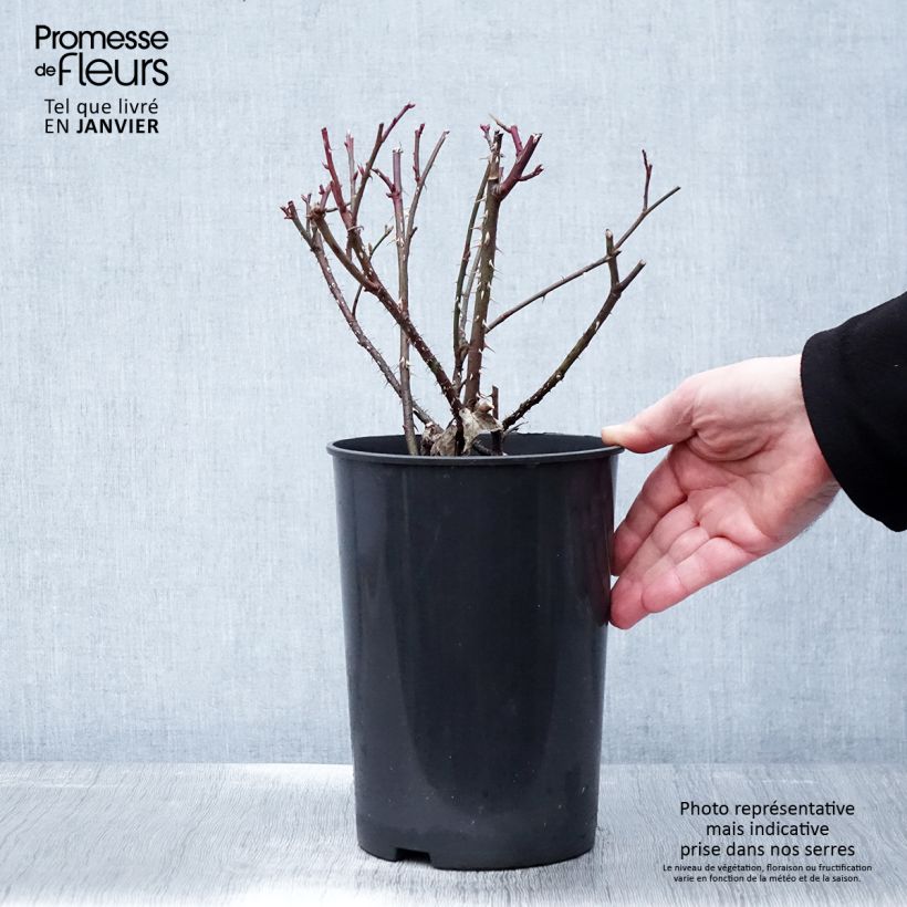 Rosa Golden Wings 4L/5L pot sample as delivered in winter