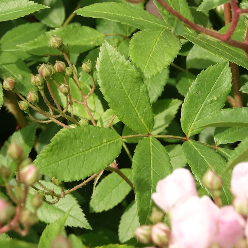 Rosa x moschata Heavenly Pink (Foliage)