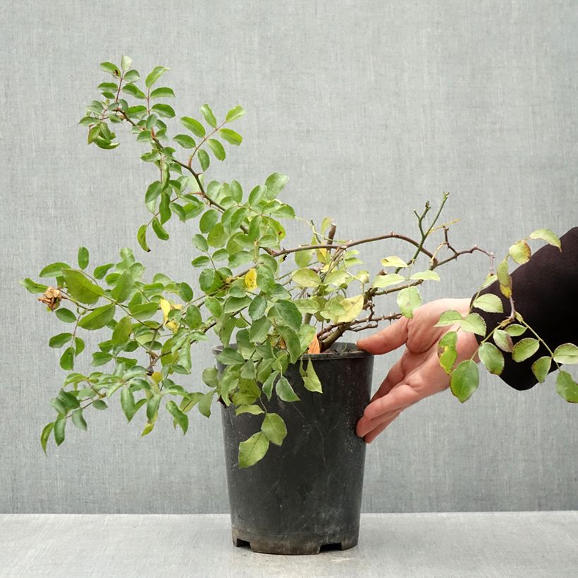 Rosa Ice Meillandecor - Groundcover Rose 4L/5L pot sample as delivered in autumn