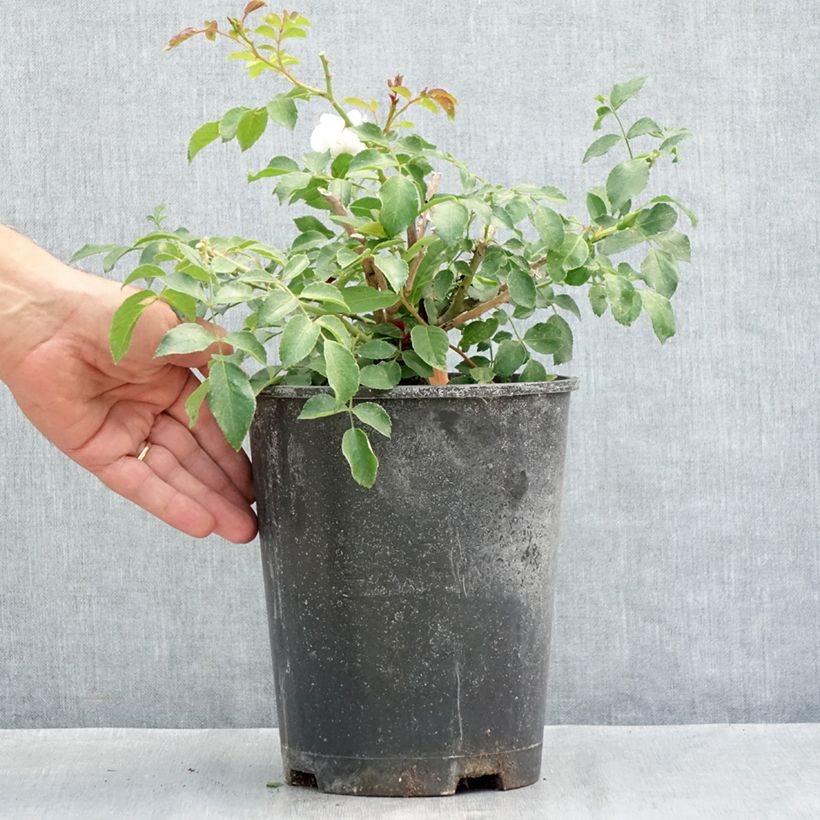 Rosa Ice Meillandecor - Groundcover Rose 4L/5L pot sample as delivered in summer