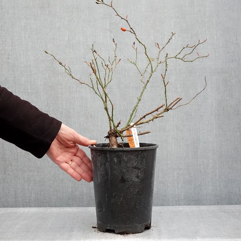 Rosa Ice Meillandecor - Groundcover Rose 4L/5L pot sample as delivered in winter