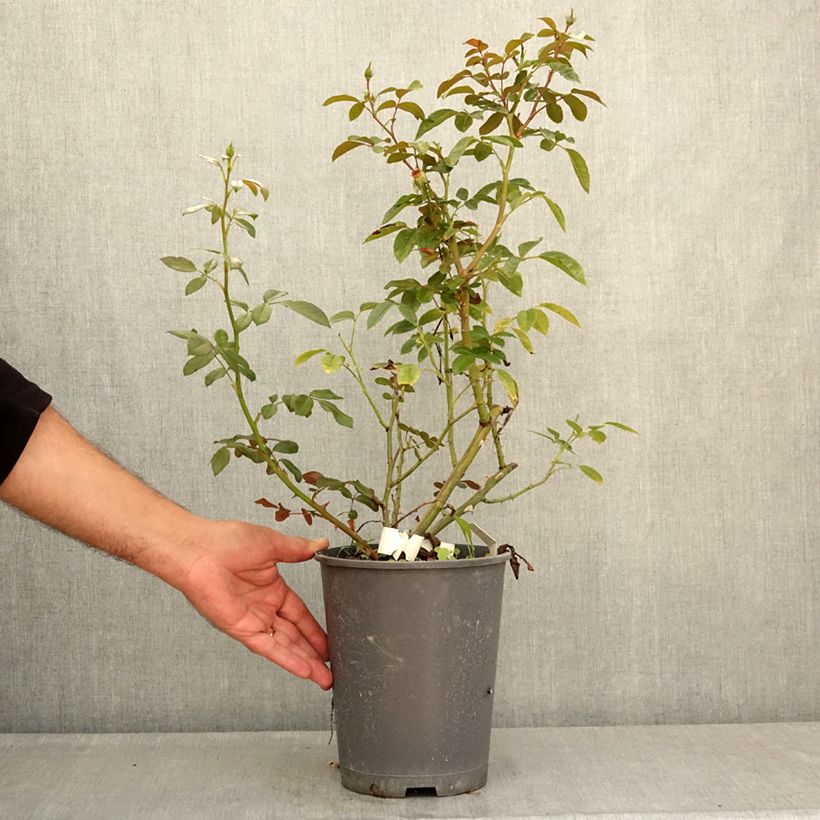 Rosa x moschata Machera - Musk rose 4L/5L pot sample as delivered in summer