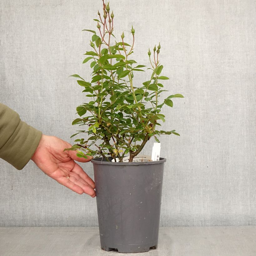 Rosa x moschata Machera - Musk rose 4L/5L pot sample as delivered in spring