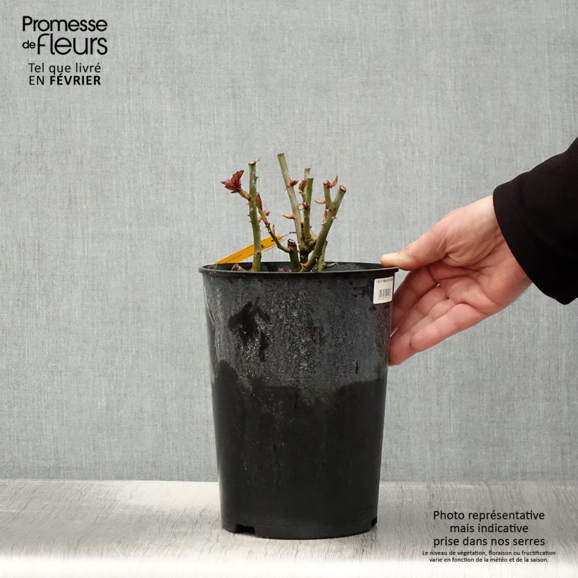 Rosa x floribunda 'Mariatheresia'  - Shrub Rose 4L/5L pot sample as delivered in winter