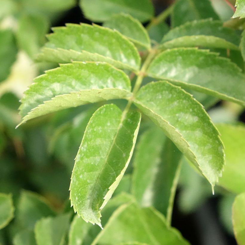 Rosa Nadia Meillandecor - Groundcover Rose (Foliage)