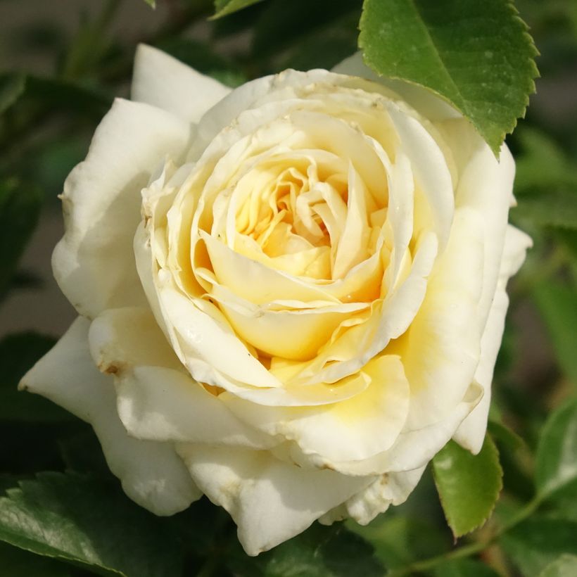 Rosa Nadia Meillandecor - Groundcover Rose (Flowering)