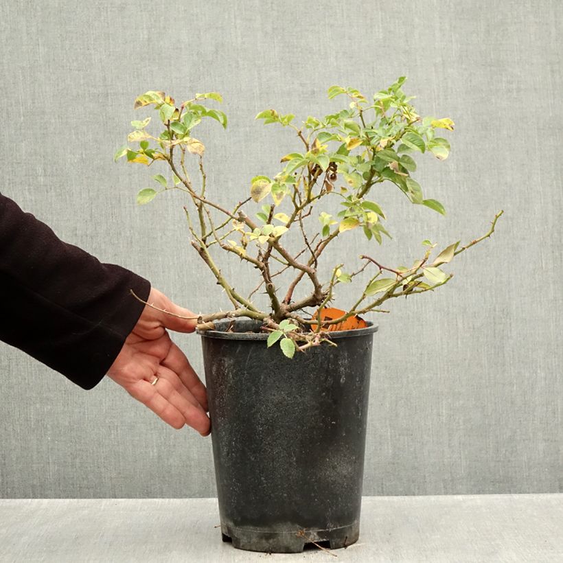 Rosa Nadia Meillandecor -  Groundcover Rose 4L/5L pot sample as delivered in autumn