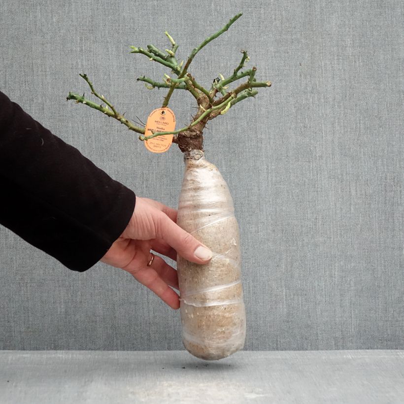 Rosa Nadia Meillandecor -  Groundcover Rose Wrapped bare root sample as delivered in winter