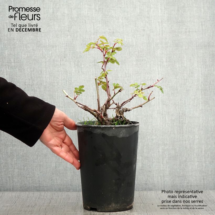 Rosa Nevada 4L/5L pot sample as delivered in autumn
