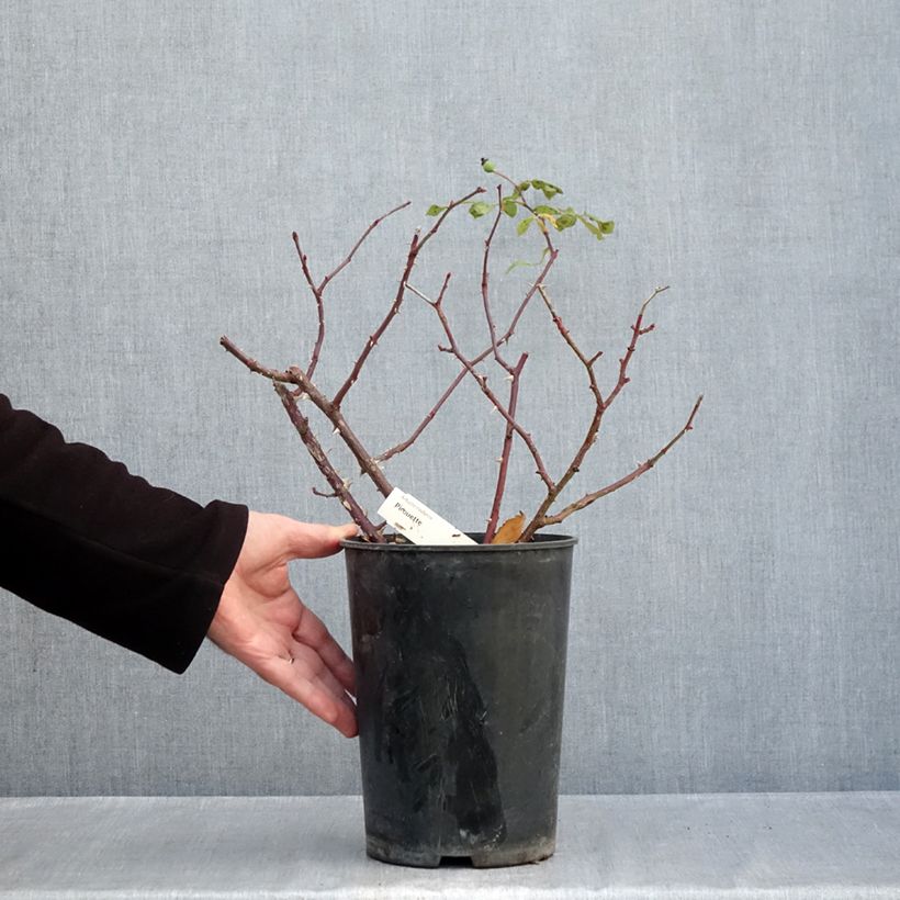 Rosa floribunda Pirouette 4L/5L pot sample as delivered in autumn