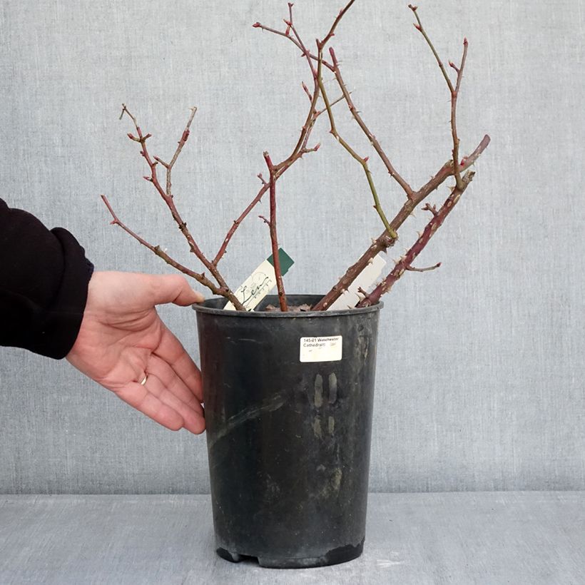 Rosa floribunda Pirouette 4L/5L pot sample as delivered in winter