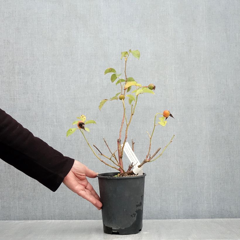 Rosa Prins Alexander - Hybrid Tea Rose 4L/5L pot sample as delivered in autumn