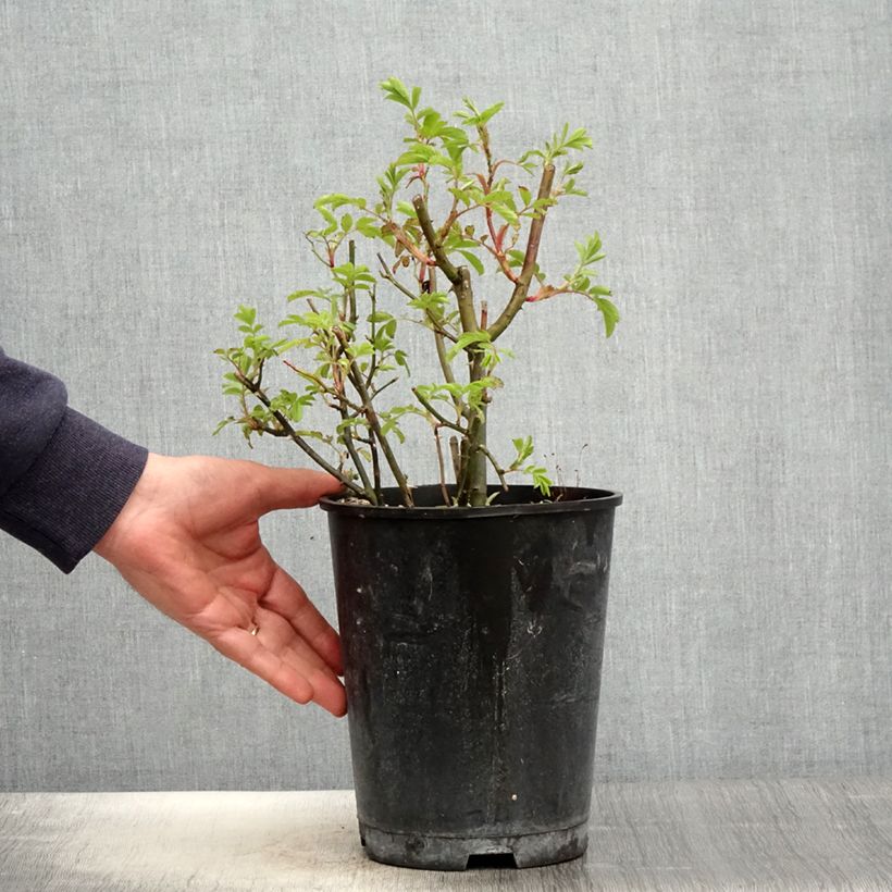 Rosa Puccini - Hybrid Musk Rose 4L/5L pot sample as delivered in spring