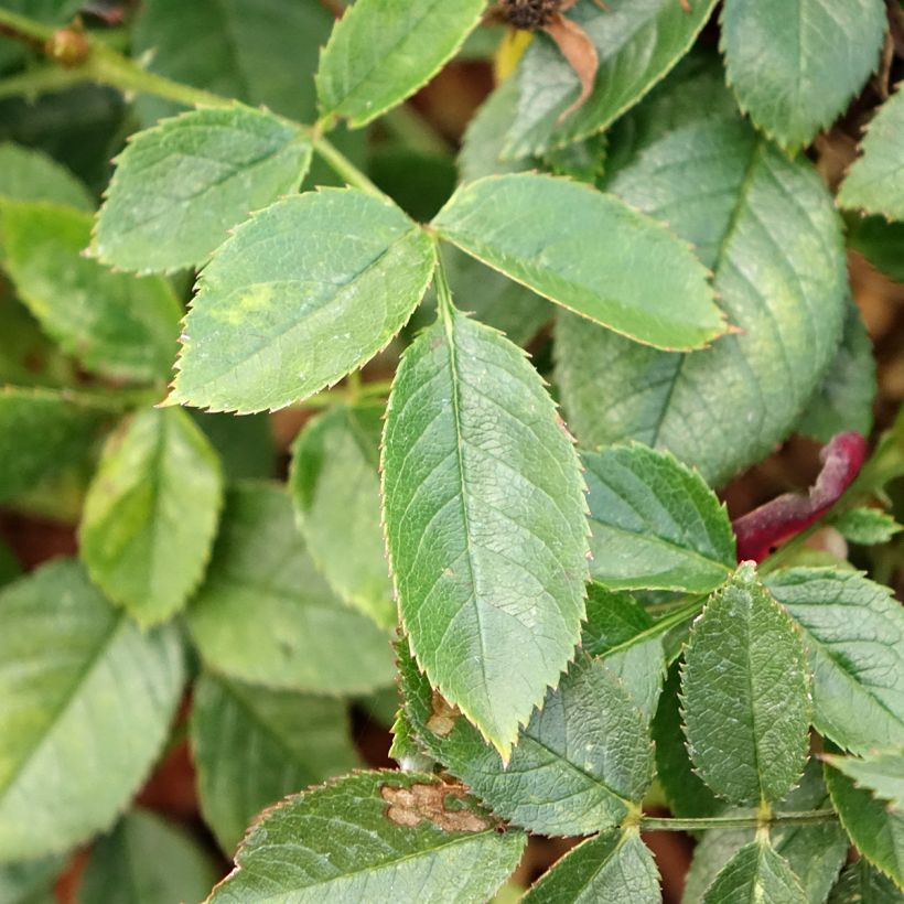 Rosa Rosy Boom -  'Colour Change' - Shrub Rose (Foliage)