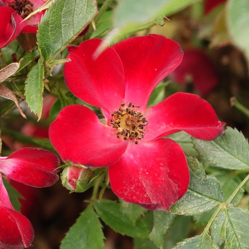 Rosa Rosy Boom -  'Colour Change' - Shrub Rose (Flowering)