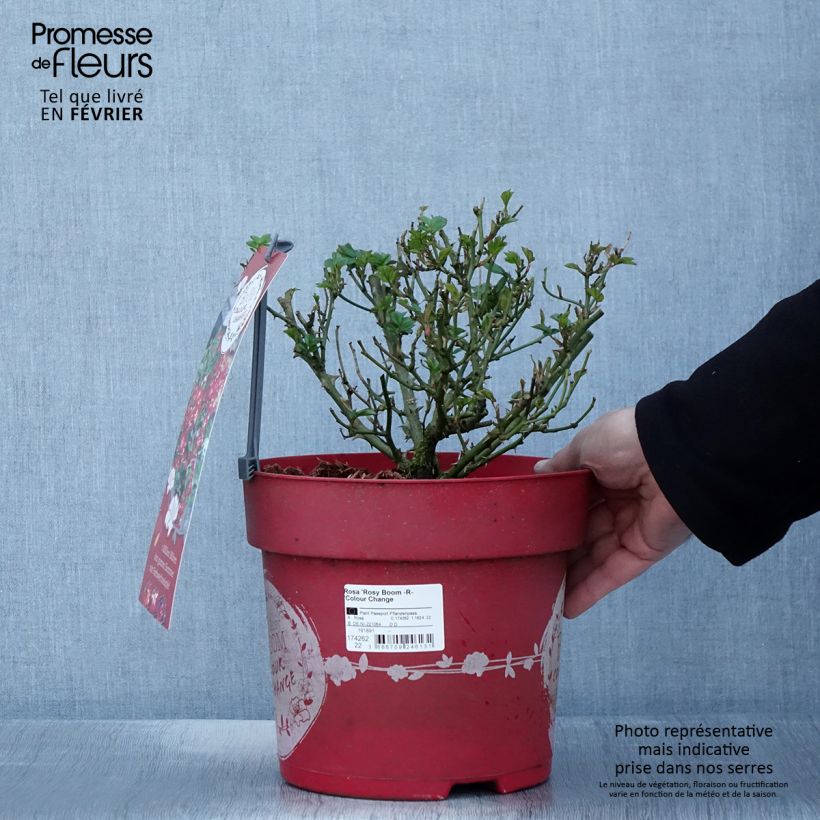 Rosa Rosy Boom -  'Colour Change' - Shrub Rose 6L/7L pot sample as delivered in winter