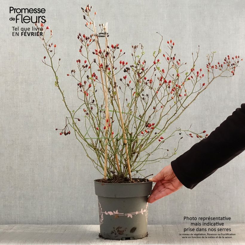 Rosa 'Dynamic Hip Hop' - Shrub Rose 6L/7L pot sample as delivered in winter