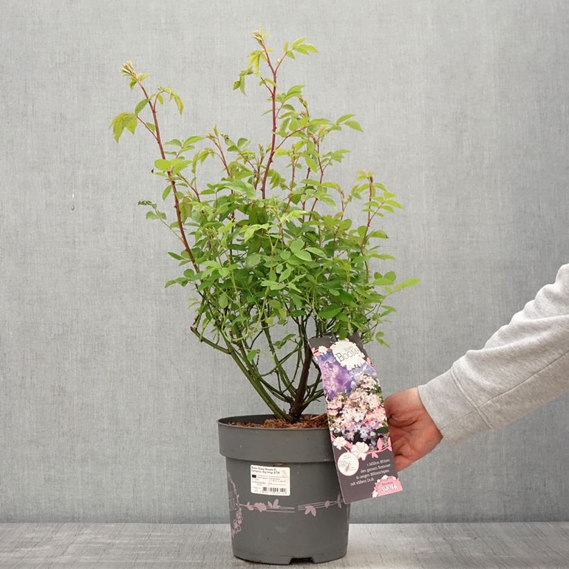 Rosa 'Dynamic Hip Hop' - Shrub Rose 6L/7L pot sample as delivered in spring