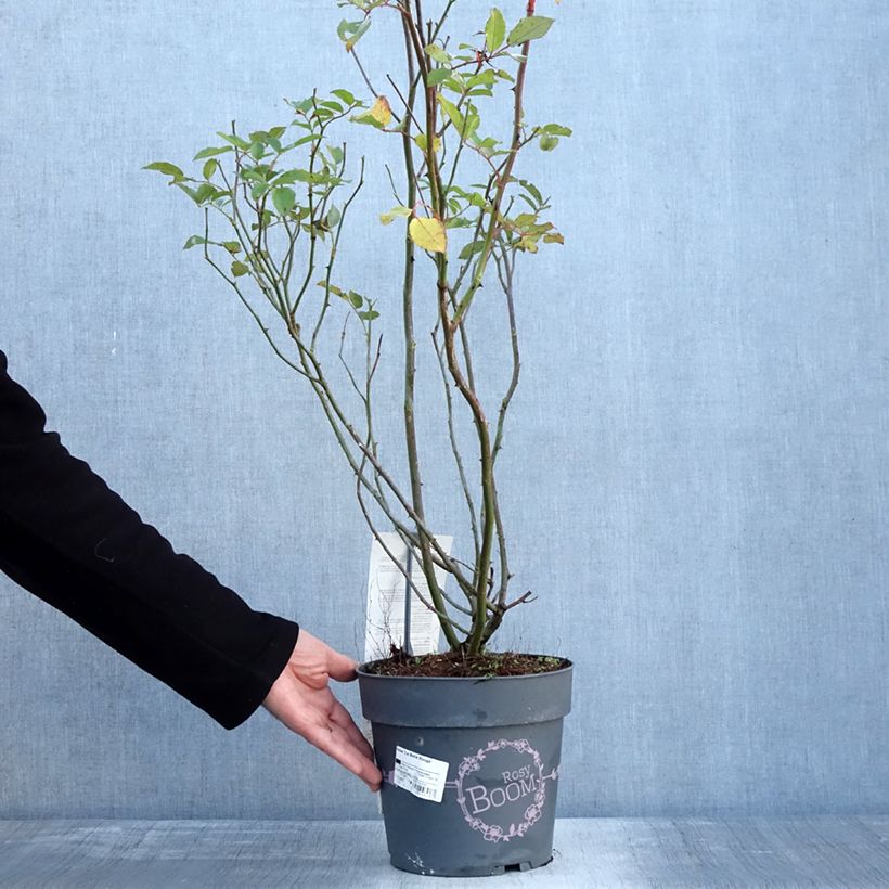 Rosa Rosy Boom La Belle Rouge - Shrub Rose 6L/7L pot sample as delivered in winter