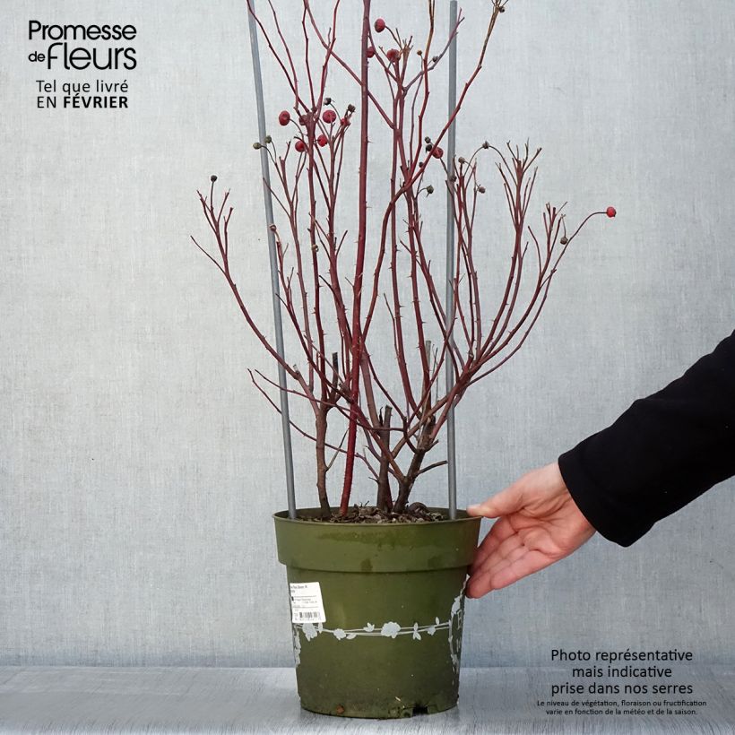 Rosa Rosy Boom Wildlife 6L/7L pot sample as delivered in winter