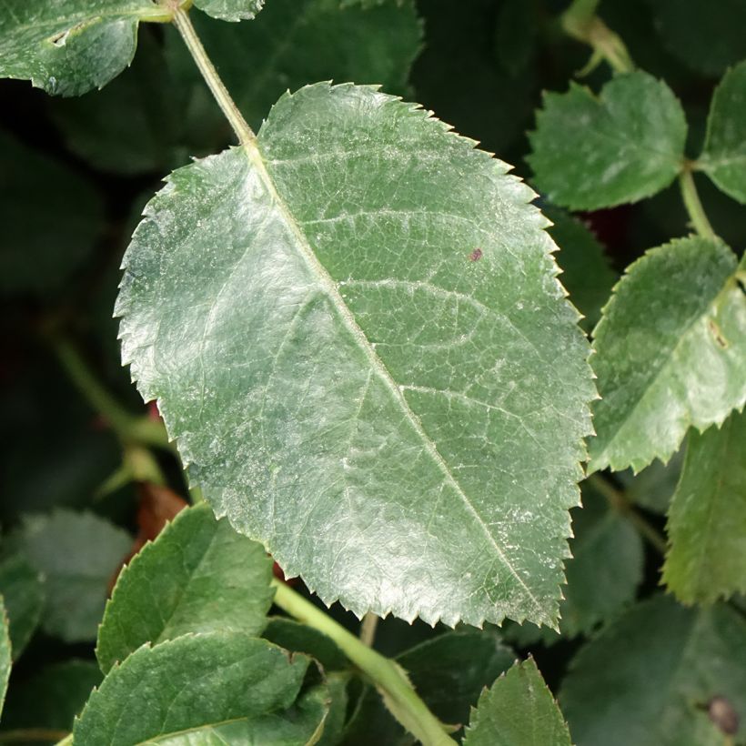 Rosa x polyantha Scarlet Bonica (Foliage)