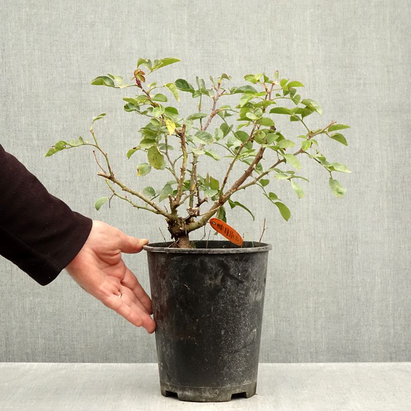 Rosa x polyantha Scarlet Bonica 4L/5L pot sample as delivered in autumn